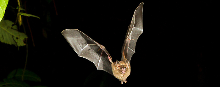 A bat flying in the night