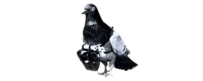 A pigeon with a device around it&apos;s neck