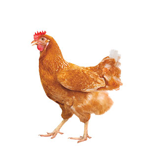 A chicken walking