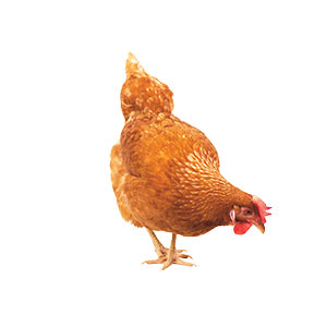 A chicken bent forward