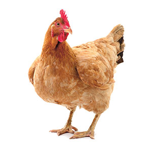 A chicken