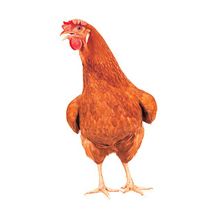 A chicken with its mouth slightly open