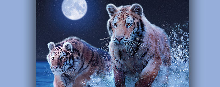illustration of two large tigers running in water with the moon behind them
