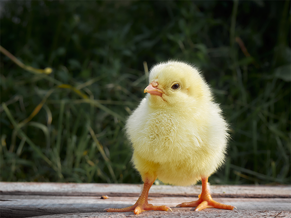 a chick