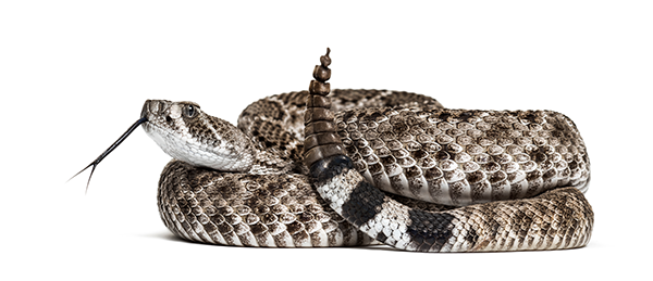 a snake
