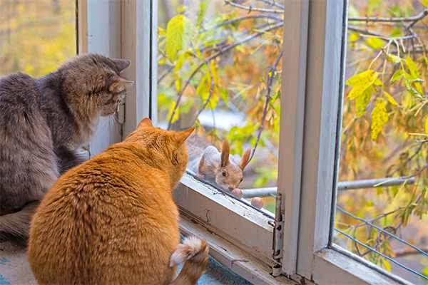 two cats looking out of a window at a squirrel outside