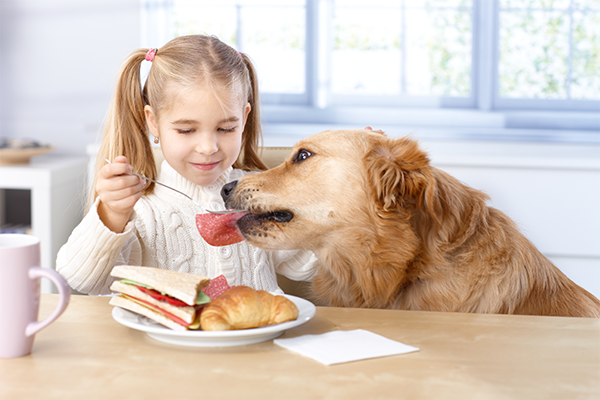 a girl feeding a sandwich to a big dog