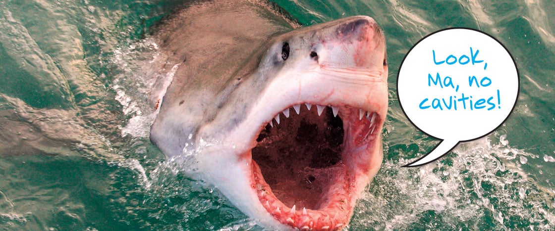 Shark coming out of the water with an open mouth. Text reads: Look, Ma, no cavities!