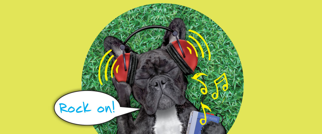 A black and white French bulldog with headphones on and the text "Rock On!"