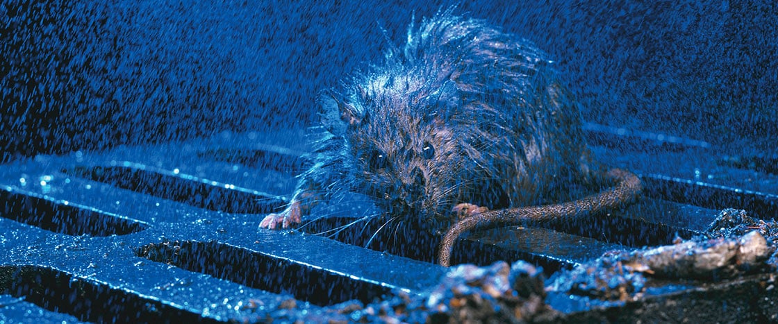 A wet and dirty rat