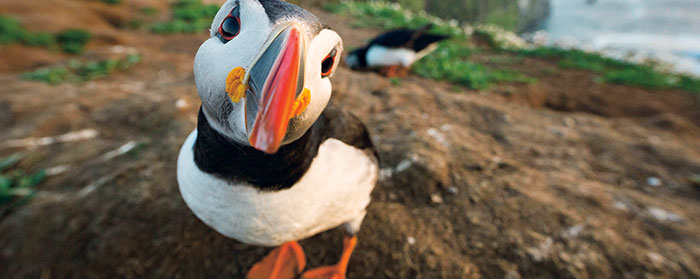 A bird with an orange and black beak and a black and white body looking into the camera