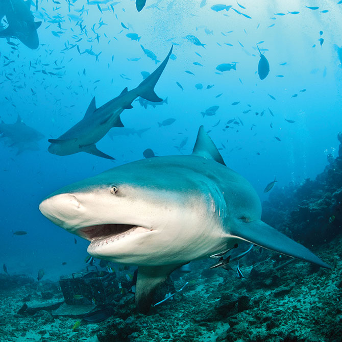 Sharks swimming through the ocean
