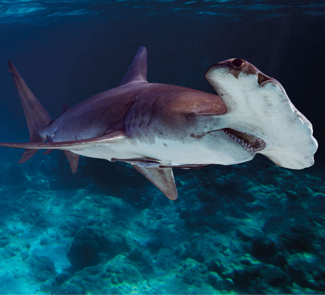 A hammer head shark