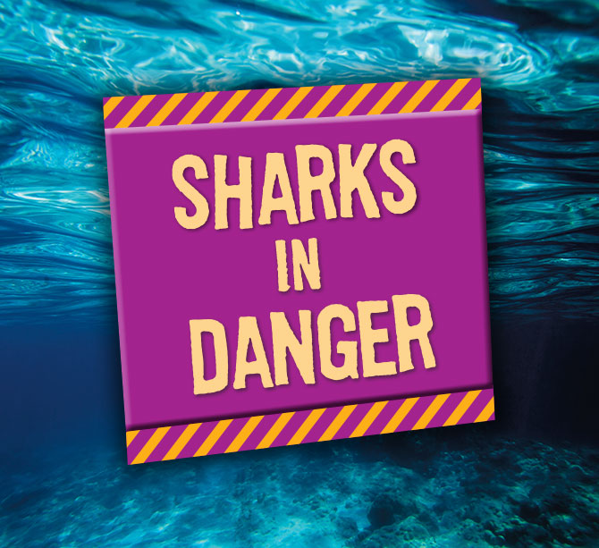 Clickable slideshow cover: Sharks in Danger