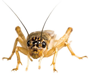 A cricket