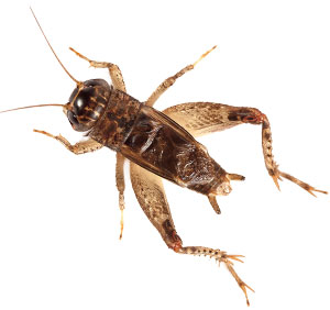 A cricket