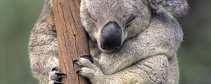 a koala bear sleeping on a tree