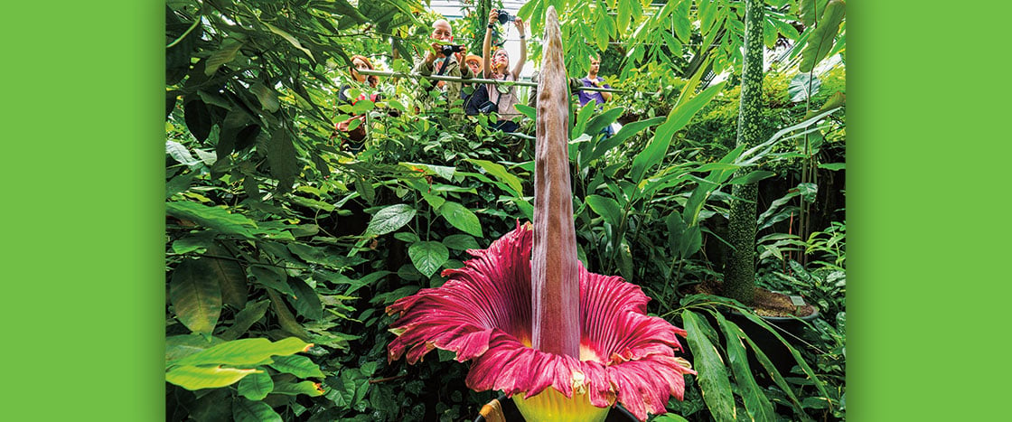 A large red flower with a long pistil