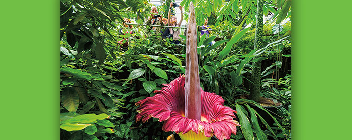 A large red flower with a long pistil