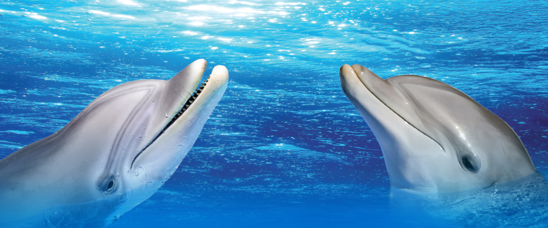 Image of two dolphins in water