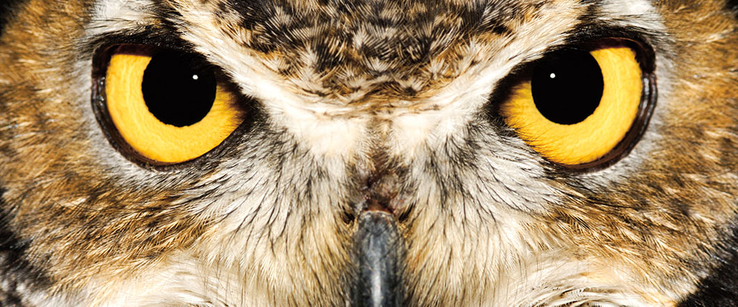 Image of an owl&apos;s face with bright yellow eyes