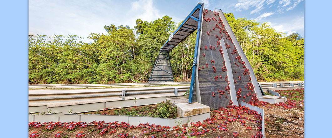 A large quantity of red crabs crossing a bridge