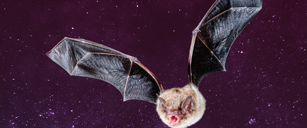 Image of a bat flying
