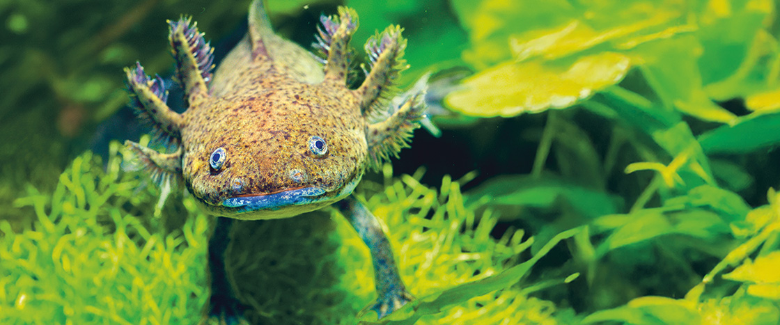 Image of an axolotl underwater