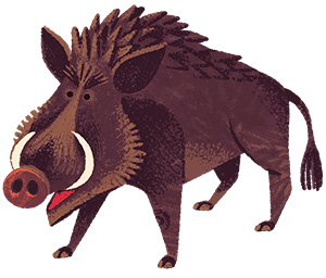 Illustration of a boar