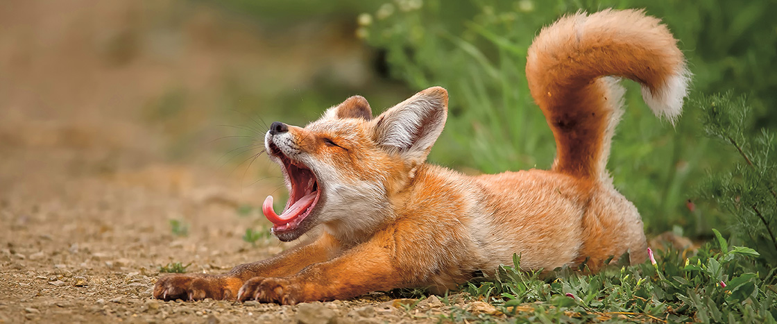 Photo of a fox yawning